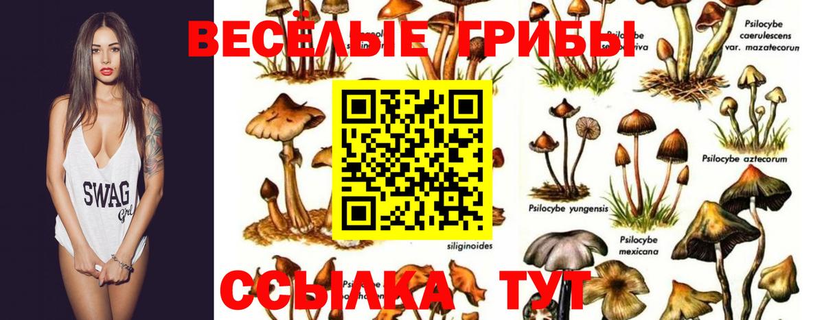 Галлюциногенные грибы Cubensis Саранск